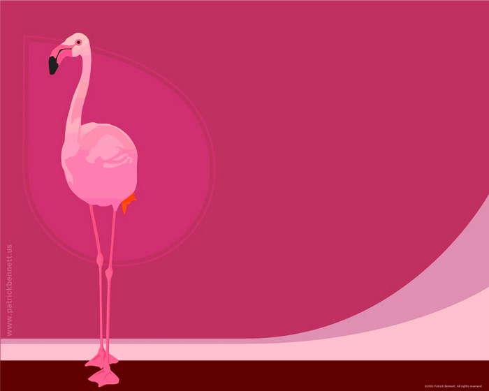 Pink Flamingo on Pink Background