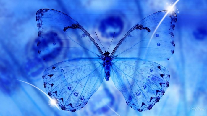 Blue butterfly with intricate wing patterns
