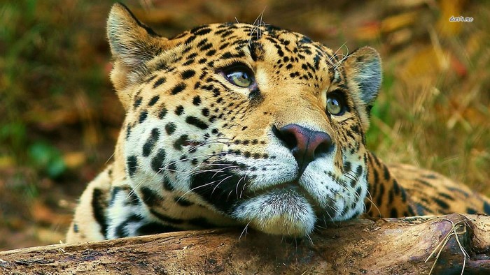 Close-up of a Jaguar's face