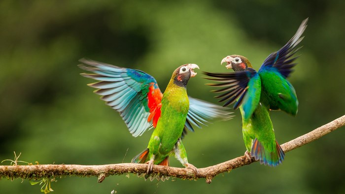 Two parrots fighting on a branch