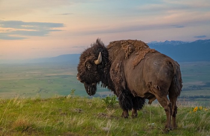 Majestic American Bison Standing on Hill at Sunset