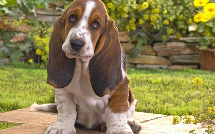 Basset Hound puppy sitting on stone in garden