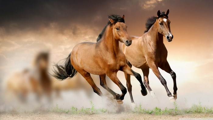 Two Brown Horses Running on Dusty Ground