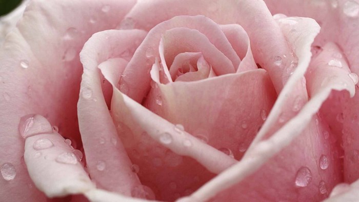 Close-up of a pink rose with water droplets