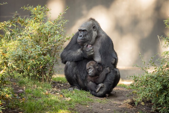 Gorilla mother and baby in nature