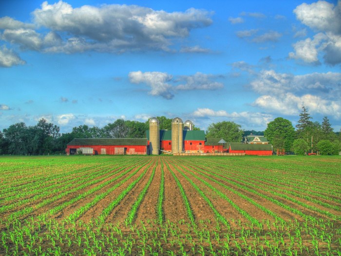 Farm with silos and cornfield