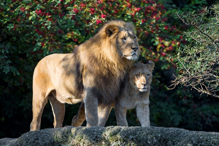 Majestic Lions Standing on Rock with Greenery
