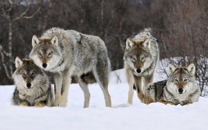 Four Wolves in Snowy Winter Forest