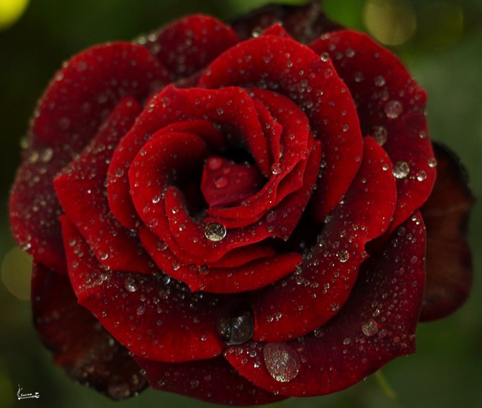 Red rose with water droplets