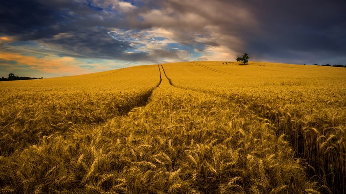Wheat field with a path and a lone tree