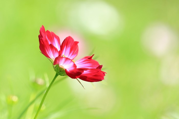 Red and white cosmos flower in green field
