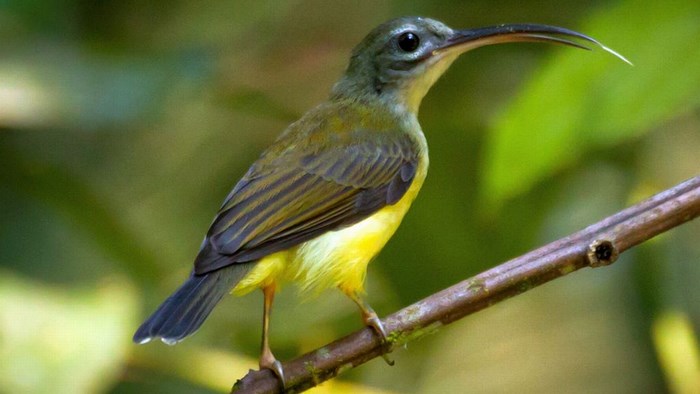 Bird on a branch with green background