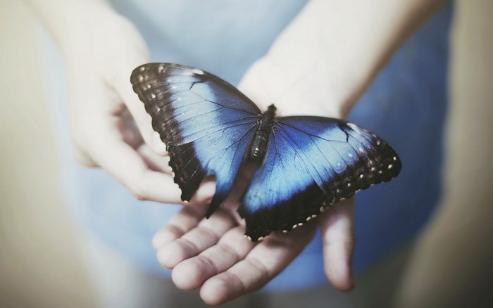 Blue butterfly on hands