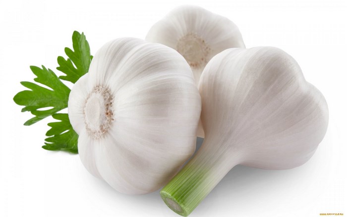 Fresh White Garlic Bulbs with Green Stems