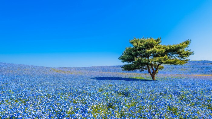 4K PC Desktop Field of Blue Flowers with Tree