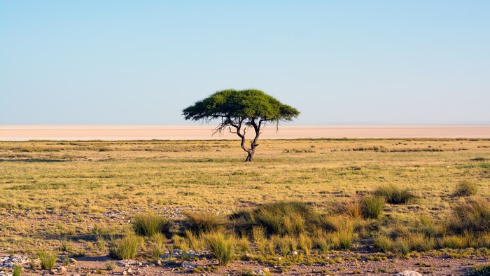 Acacia tree in a savanna landscape