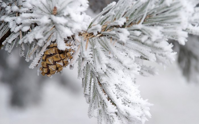 Frosty Pine Branch with Snow-Covered Cone