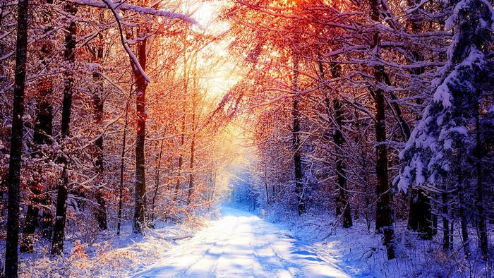 Snowy forest path with sunlit trees