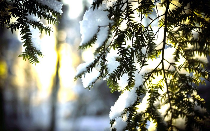 Snow-covered pine branches with sunlight