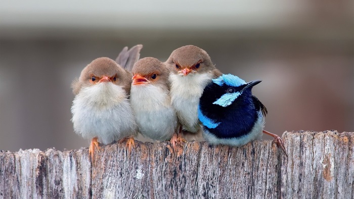Four small birds on a wooden fence