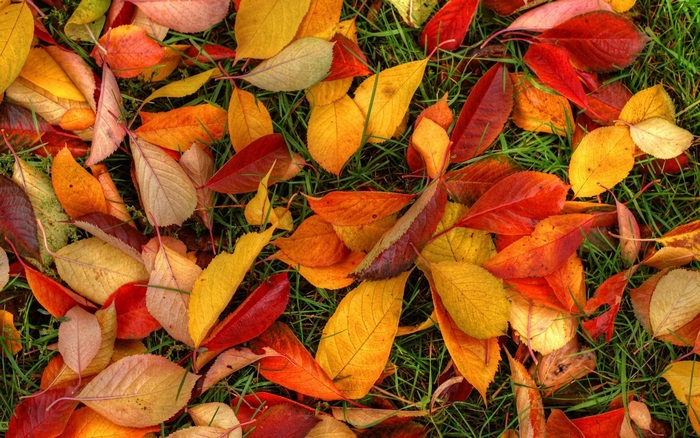 Autumn leaves on green grass