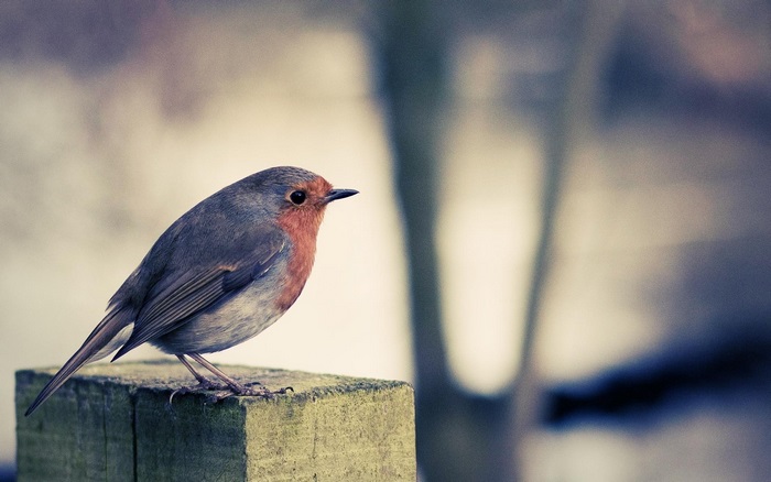 Robin bird perched on a wooden post
