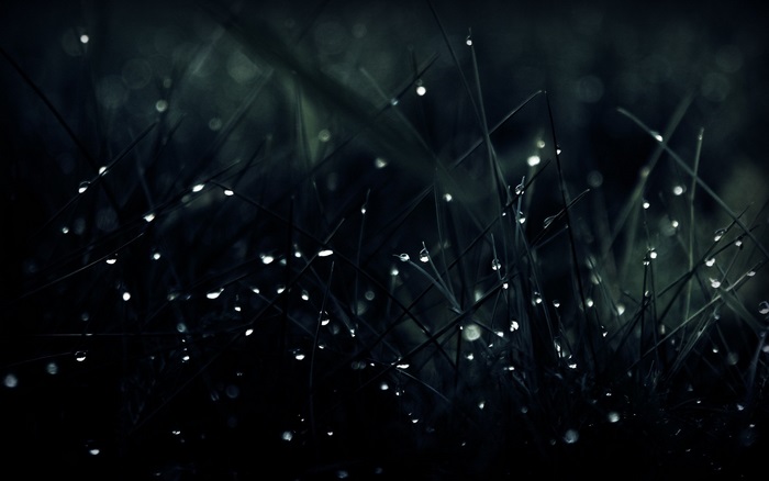 Dew drops on grass blades