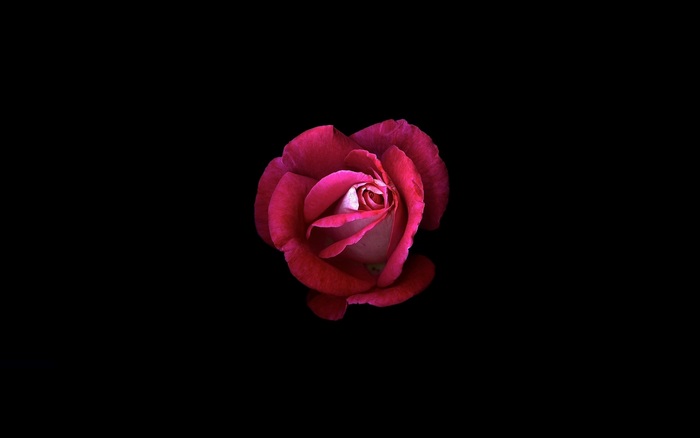 Pink rose on black background