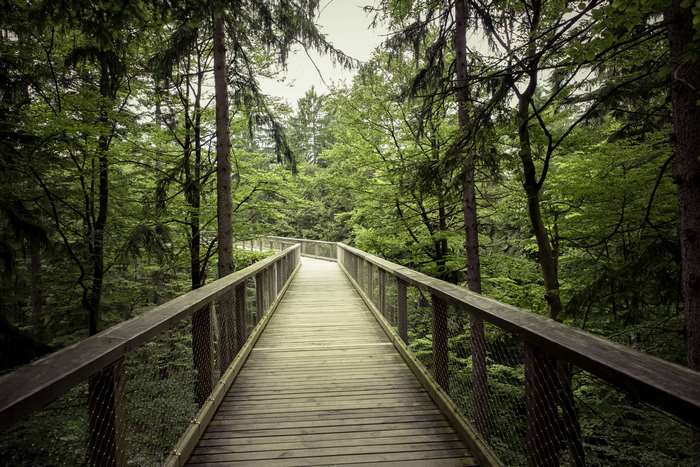 Wooden walkway through a dense green forest
