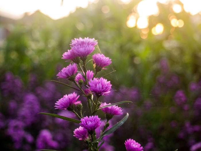 Purple flowers in a garden at sunrise