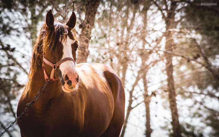Brown horse with white markings in forest