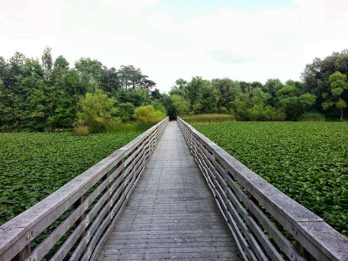 Wooden boardwalk over a pond covered in lily pads