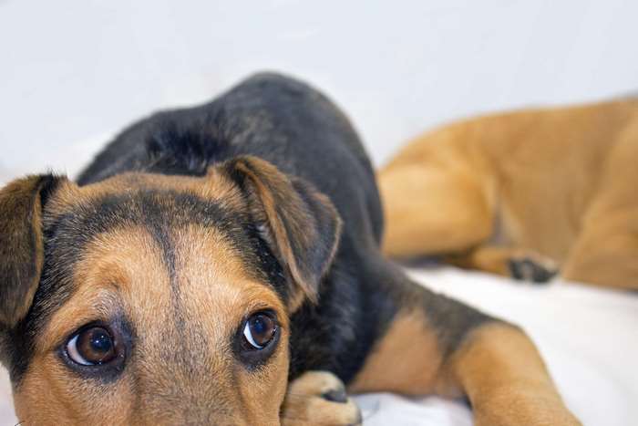 Close up of a German Shepherd mix puppy
