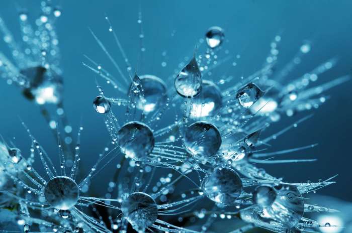 Macro photography of water droplets on dandelion seeds