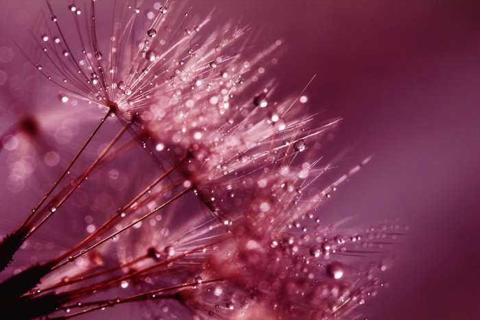 Close-up of dandelion seeds with dew drops