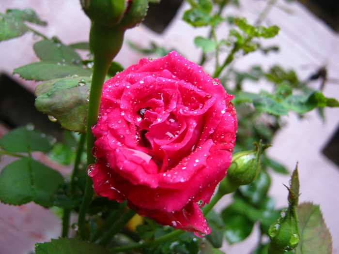 Pink rose with raindrops and buds