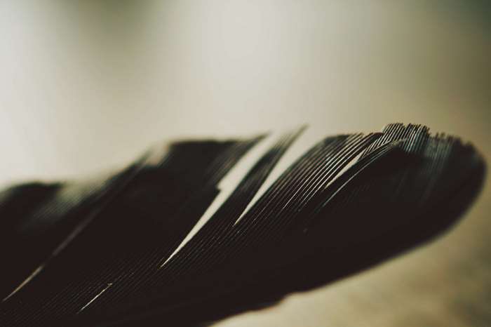 Macro photography of a crow feather
