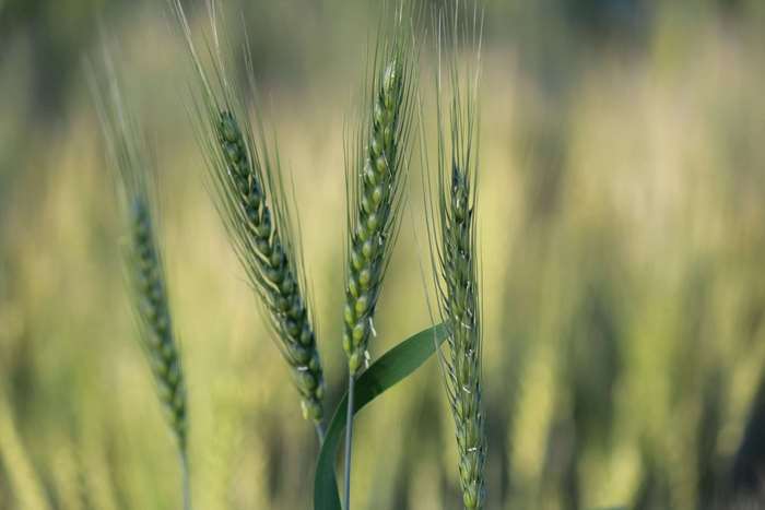 Close-up of green wheat stalks in a field