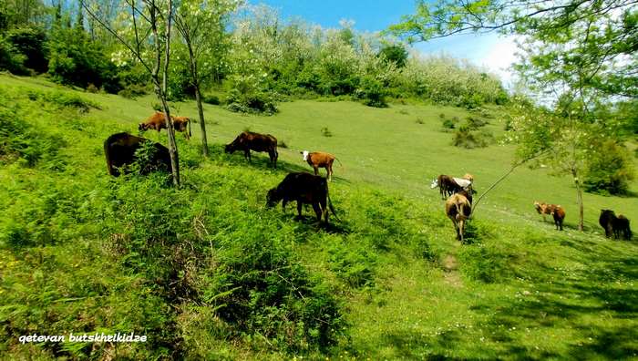 Cows grazing on a green hillside with trees