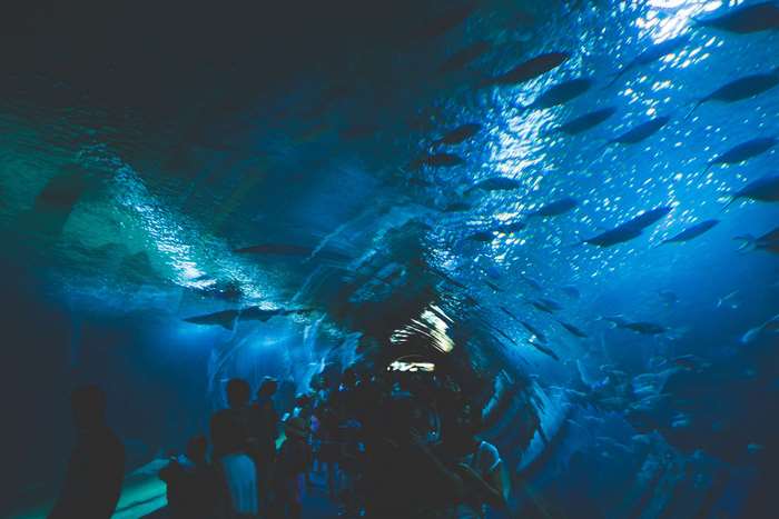People in an aquarium tunnel with fish swimming above