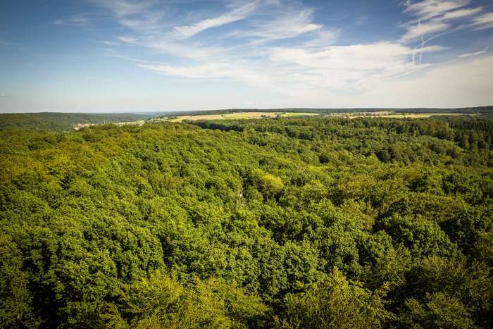Panoramic view of a vast green forest under a blue sky
