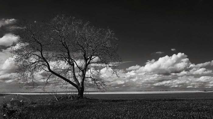Bare tree in a field under a cloudy sky