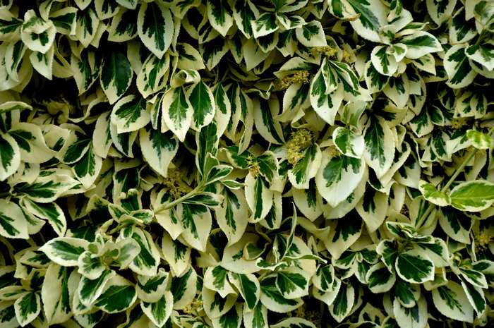 Variegated leaves of a plant in sunlight