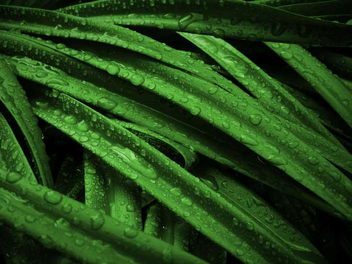 Green leaves with water drops, 4K