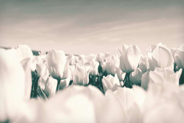 Field of white tulips under a cloudy sky