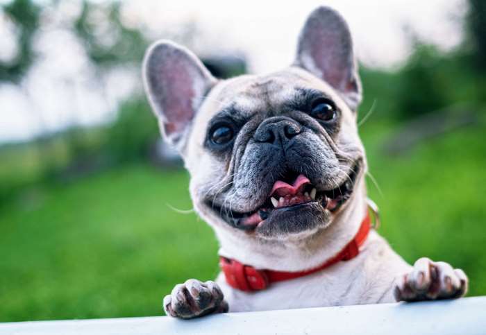 French Bulldog with Red Collar Outdoors 4K