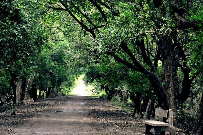 Dirt path through a dense forest with a bench
