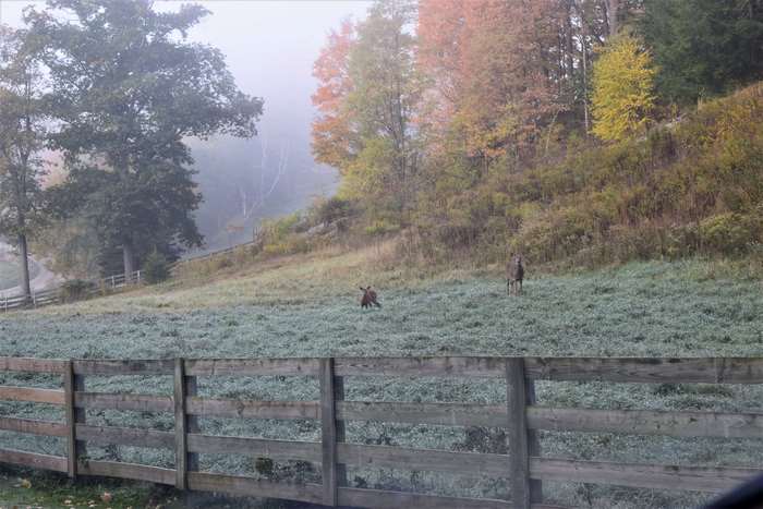 Deer in a foggy autumn field with a wooden fence