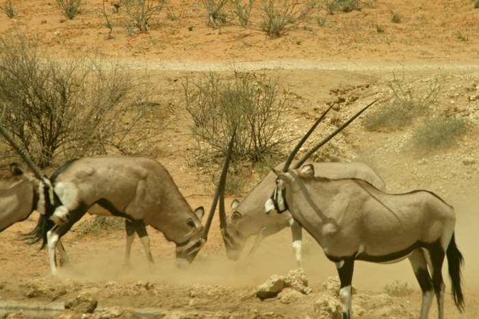 Oryx fighting in the desert