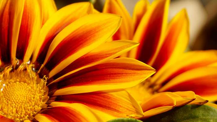 Close up of a vibrant yellow and red striped flower